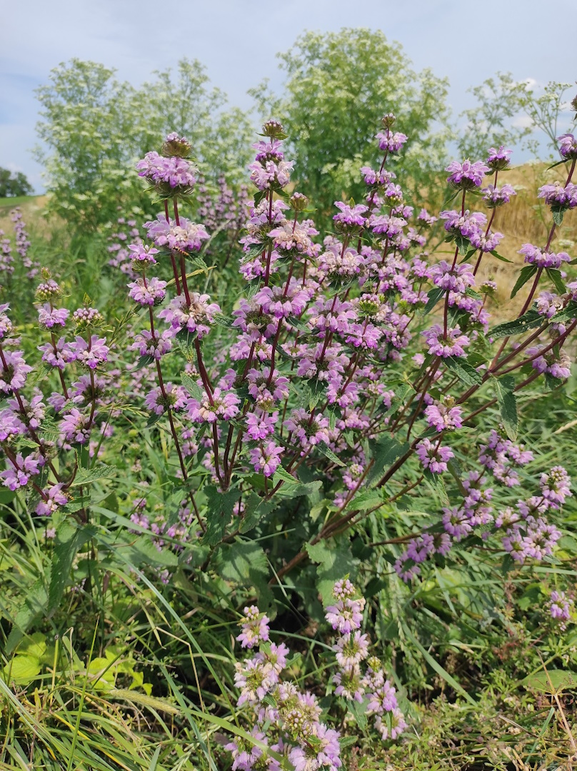 14. kép Gumós macskahere.jpg